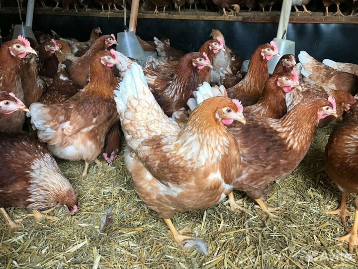 Куры-Несушки Гарантированно Молодые Скоро Яйцо