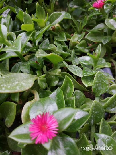 Аптения вариегатная