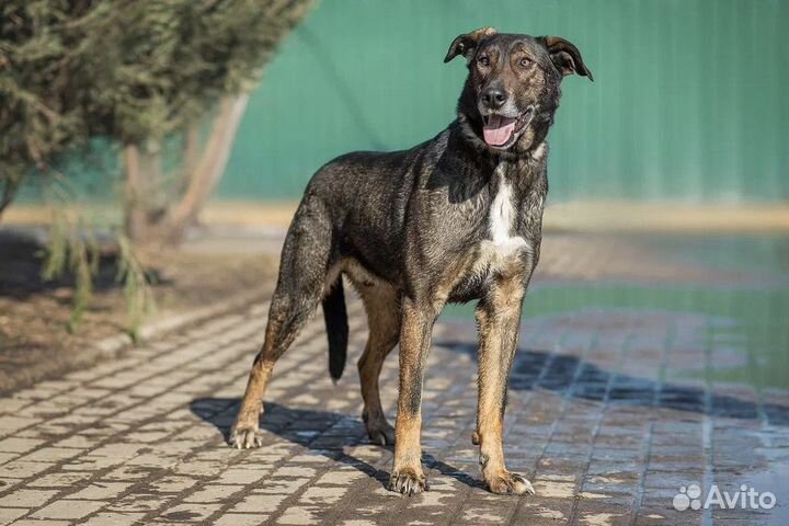 Собака в добрые руки Дунай