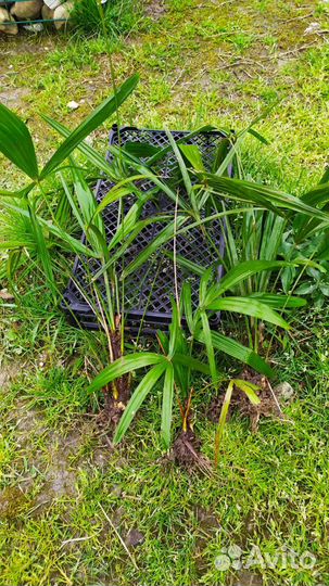 Пальма Трахикарпус Форчуна веерная