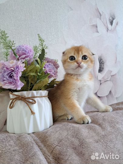 Шотландские очаровашки