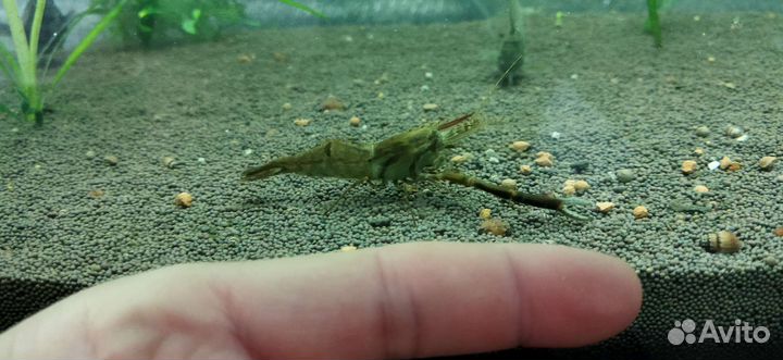 Кольцерукая креветка (макробрахиум)