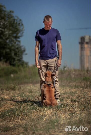 Передержка собак, воспитание с проживанием