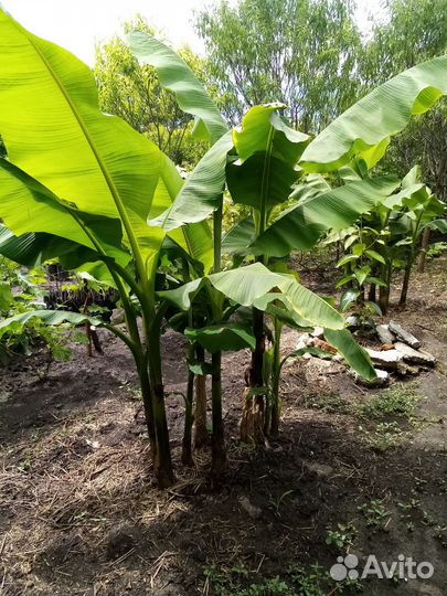 Саженцы экзотических растений и плодовых деревьев