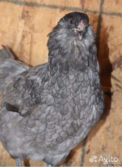 Цыплята Амераукана суточные, инкубационное яйцо