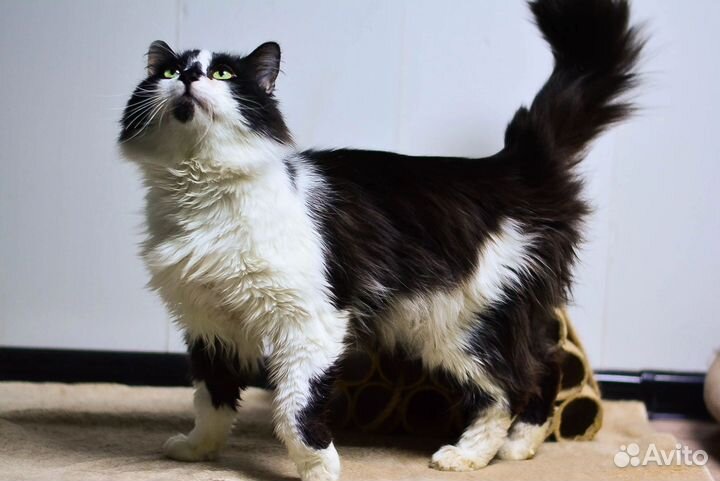 Молодой кастрированный котик