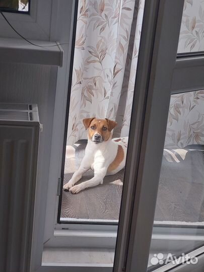 Парсон рассел терьер вязка