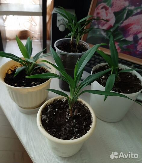 Пальма драцена, укоренённая в горшке