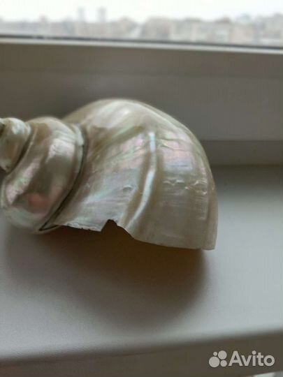 Ракушка большая