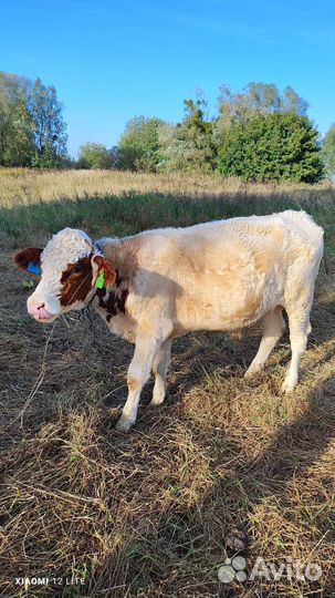 Быки на племя (Симентал)