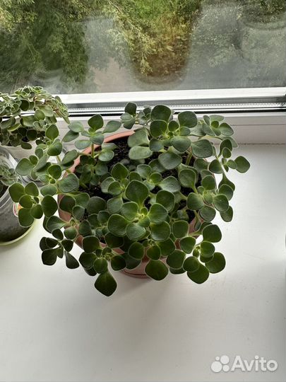 Аихризон дерево любви и счастья