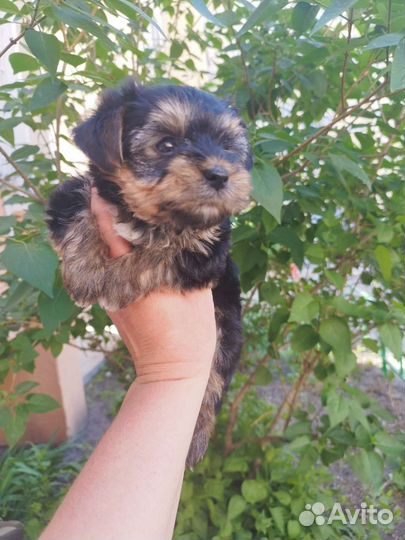 Йоркширские терьеры