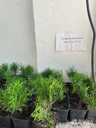 Туи в наличии