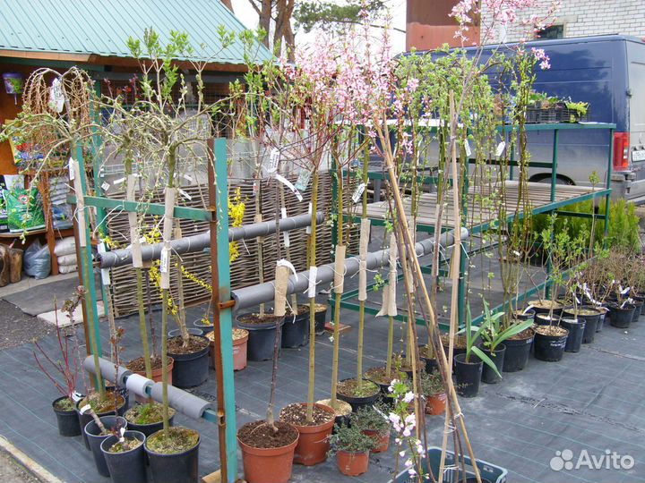 Саженцы плодовых и декоративных растений