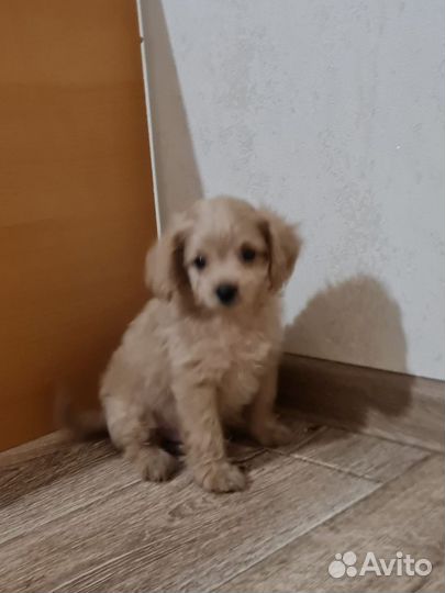 Мальтипу мальчик