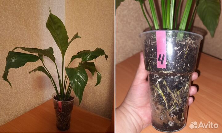 Спатифиллум «Уоллиса» (Spathiphyllum wallisii)