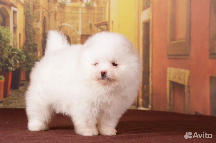 Щенки померанского шпица