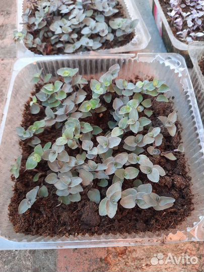 Каллизия розовая, жёлтая, зелёная (черенки)