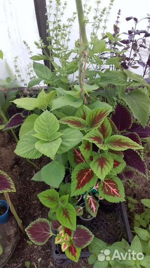 Колеус Блюме