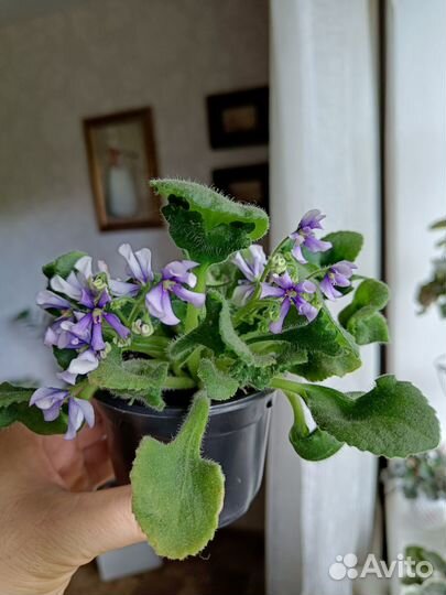 Сортовая фиалка ск Вьюнок.Полуминиатюра