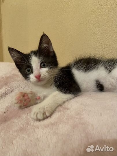 Найденыш Лизонька в поисках дома