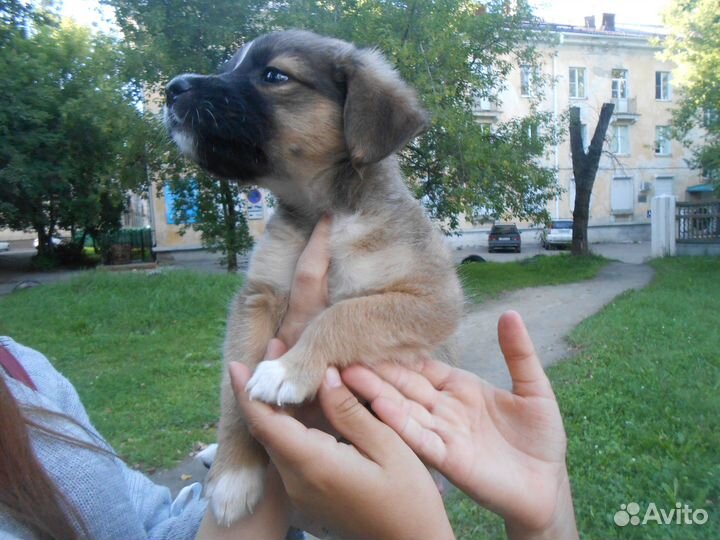 Щеночек в добрые и надежные руки