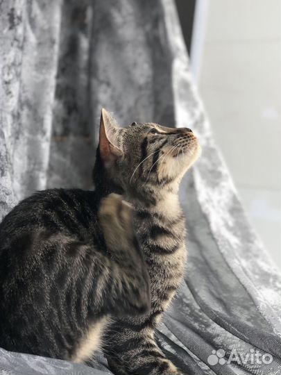 Бенгальская кошка