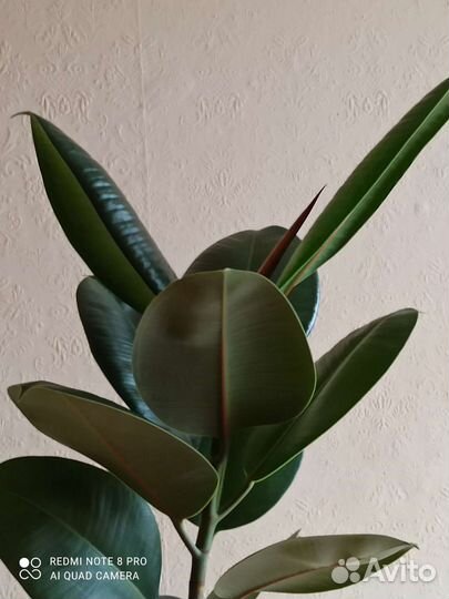 Фикус каучуконосный, эластика, Робуста