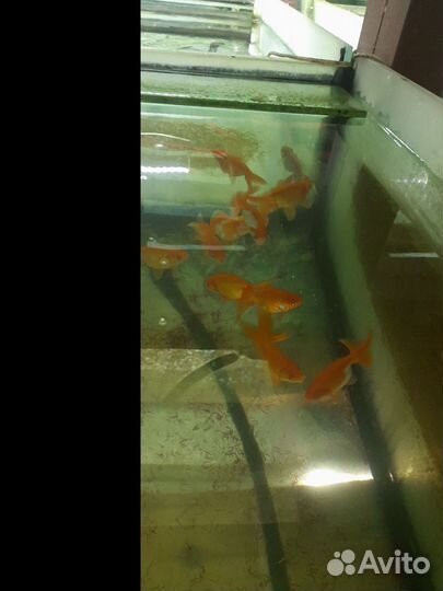 Золотая рыбка оптом