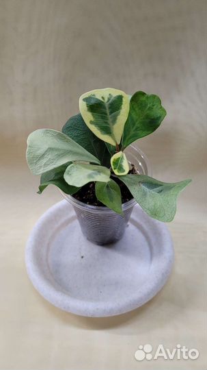 Фикусы (обновлено 20.08)