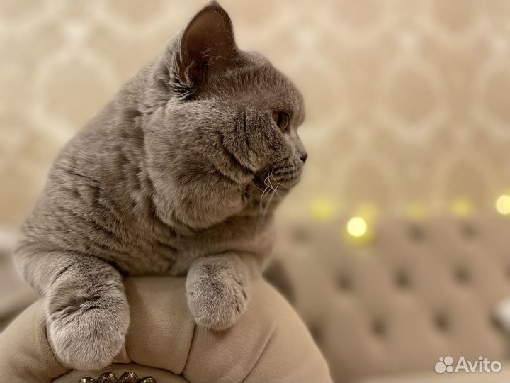 Британский кот для вязки