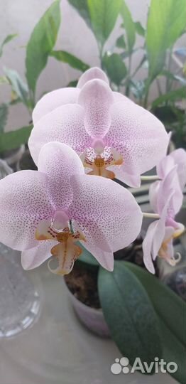 Орхидея фаленопсис с горшком. Розовый в крапинку