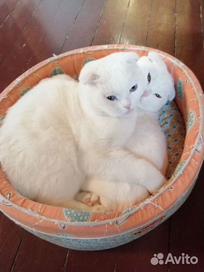 Котики-неразлучники ищут семью.Хозяйка умерла