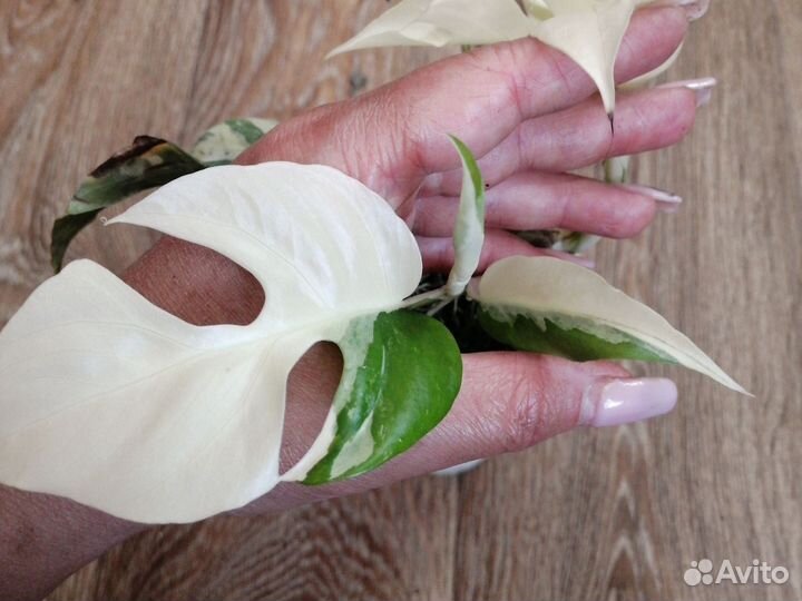 Монстера рафидофора вариегатная