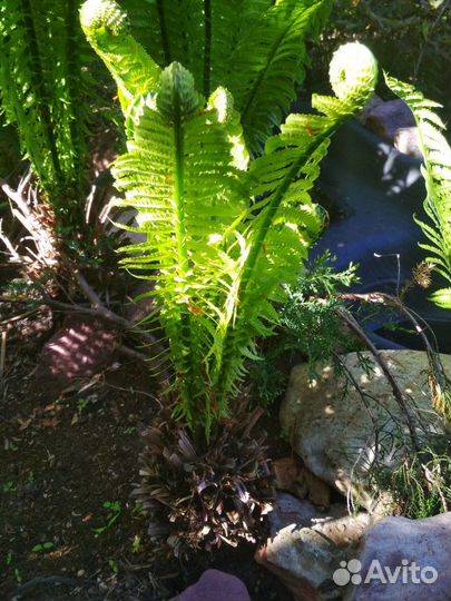 Папоротник декоративный садовый