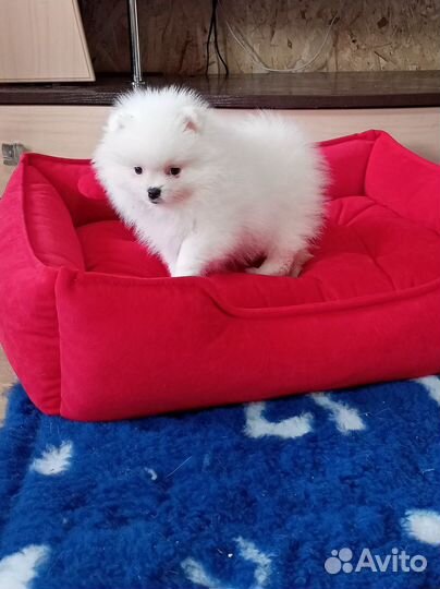 Шпицулички