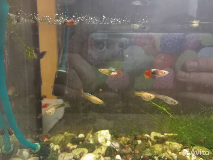 Аквариумные рыбки