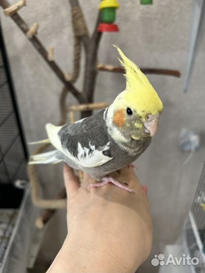 Попугай корелла