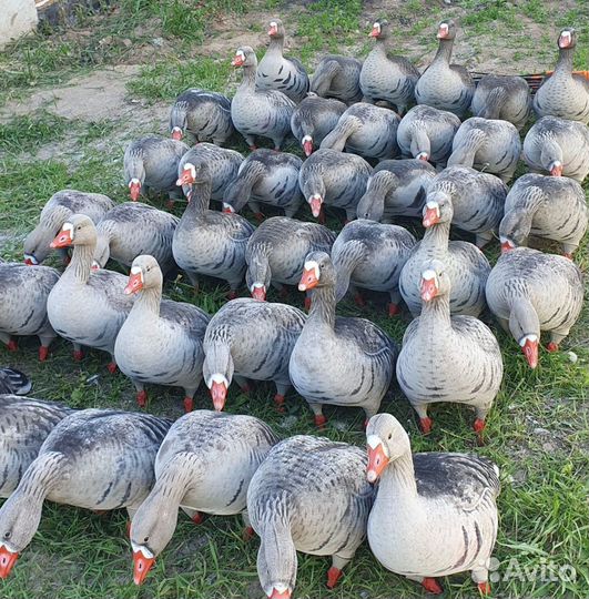 Флоковые чучела белолобого гуся greenhead