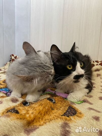 Котики в добрые руки