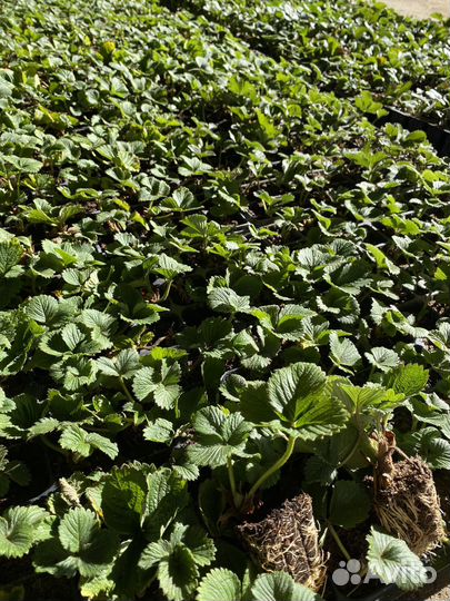 Саженцы клубники