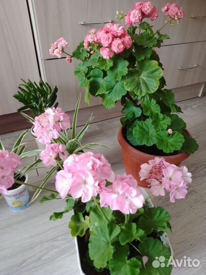 Комнатные растения цветы