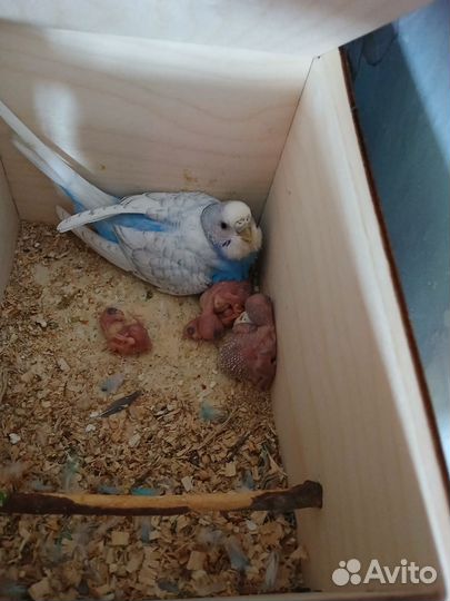 Птенец с клеткой