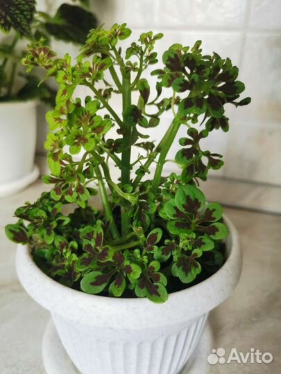 Отростки колеуса (2 вида)