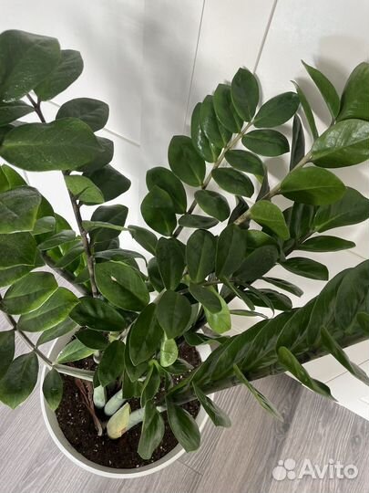 Замиокулькас