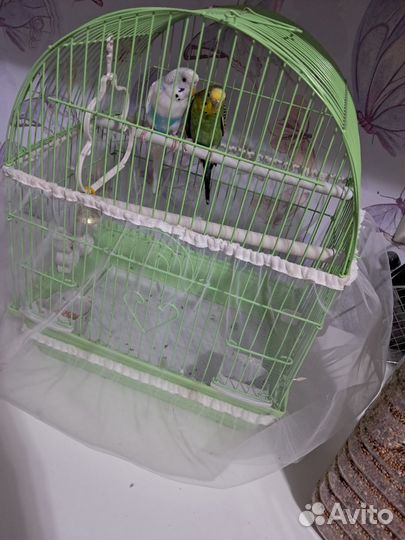 Попугаи с клеткой