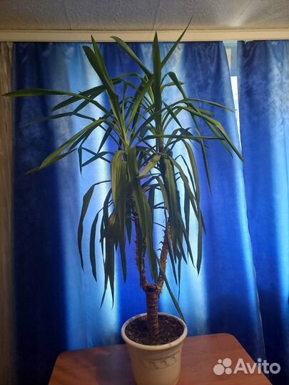 Пальма Юкка