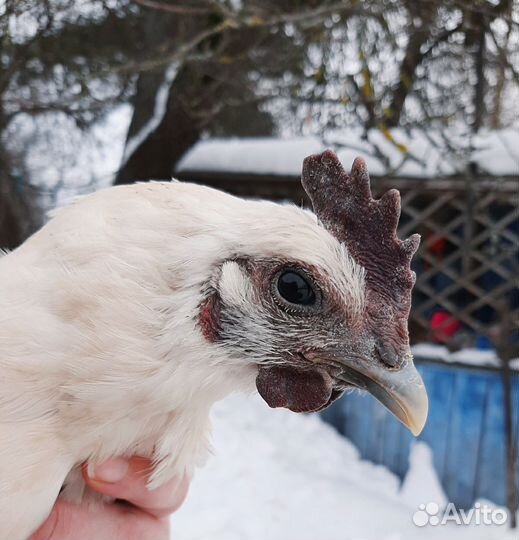 Лакеданзи И/Я