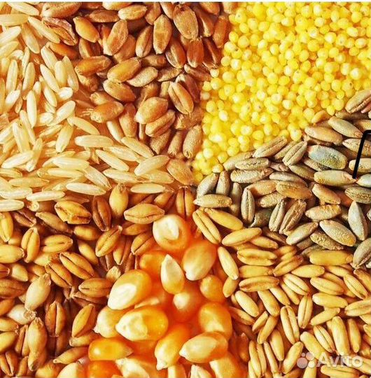 Пшеница, ячмень, овес в мешках