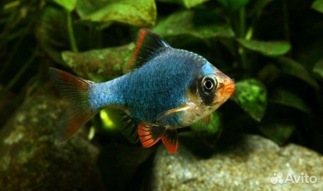 Барбус мшистый, мутант (Puntigrus tetrazona)